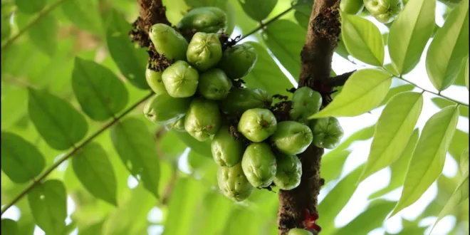 5 Manfaat Kesehatan Daun Belimbing yang Perlu Anda Ketahui