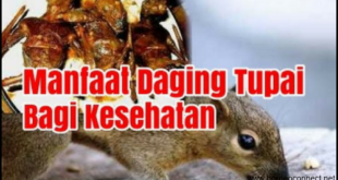 Ini Dia Manfaat Kesehatan Mengejutkan yang Dapat Anda Dapatkan dari Konsumsi Daging Tupai!