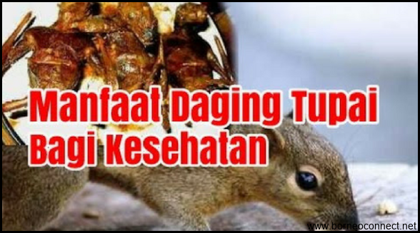 Ini Dia Manfaat Kesehatan Mengejutkan yang Dapat Anda Dapatkan dari Konsumsi Daging Tupai!