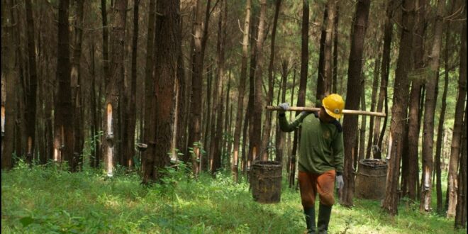 Manfaatkan Sumber Daya Hutan Asia Tenggara: Bahan Baku yang Fungsional