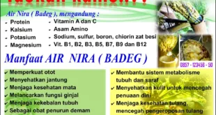 Inilah 7 Manfaat Luar Biasa Air Nira untuk Kesehatan Anda