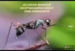 Manfaat Luar Biasa dari Kehadiran Semut di Lingkungan Kita
