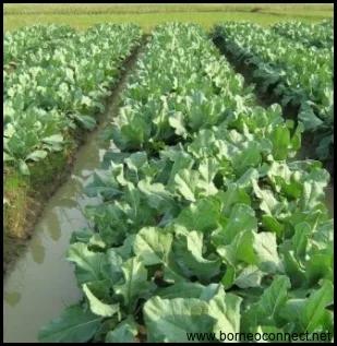 Pemanfaatan Kembang Kol sebagai Sayuran yang Kaya Nutrisi