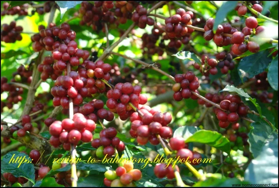 Terungkap: 7 Manfaat Ajaib dari Benalu Kopi untuk Kesehatan Anda