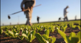 Optimalkan Pertanian Anda dengan Memahami Biologi: Mengapa Pelajaran Ini Penting Bagi Petani?