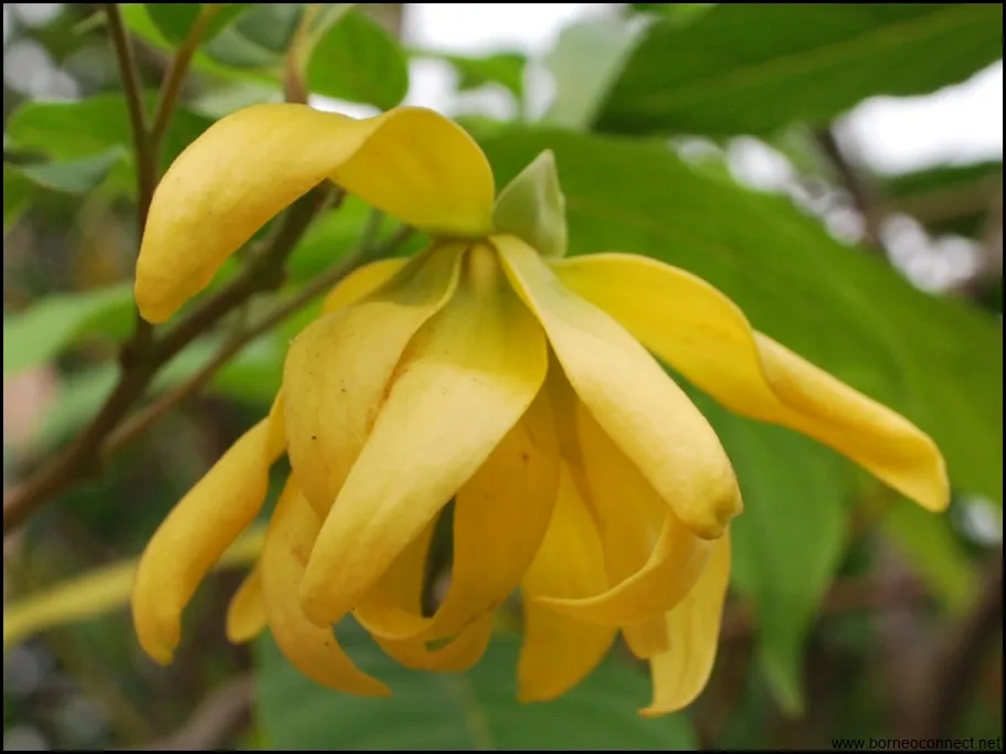 Keajaiban Bunga Kenanga: Menjelajahi Manfaat Kesehatan dan Kecantikan