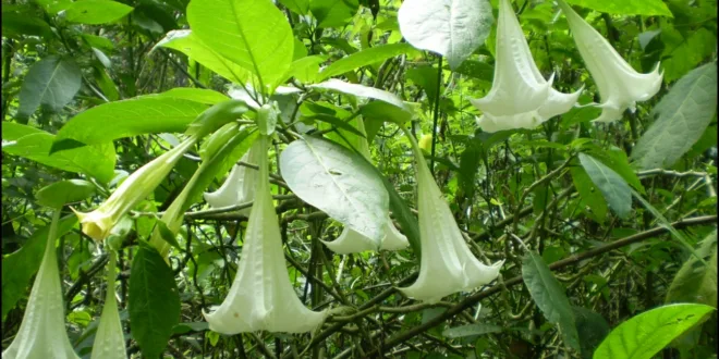 Inilah 7 Manfaat Daun Kecubung untuk Kesehatan yang Jarang Diketahui