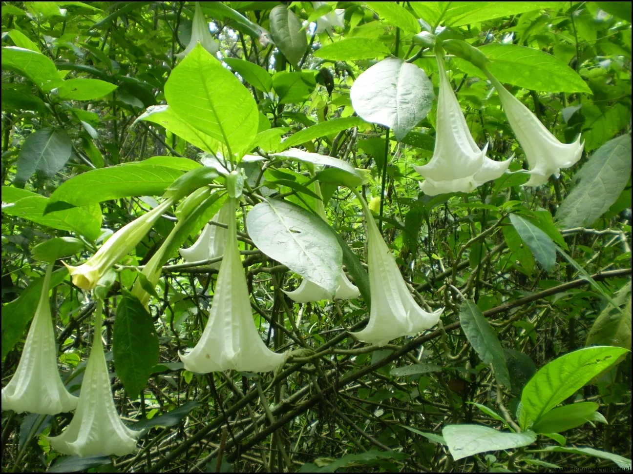 Inilah 7 Manfaat Daun Kecubung untuk Kesehatan yang Jarang Diketahui