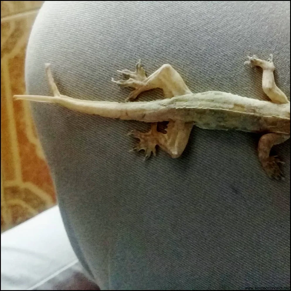 5 Manfaat Luar Biasa yang Tidak Diketahui Tentang Cicak