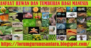 Keunikan Habitat Hewan dan Tumbuhan dan Manfaatnya untuk Kehidupan Manusia