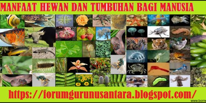 Keunikan Habitat Hewan dan Tumbuhan dan Manfaatnya untuk Kehidupan Manusia